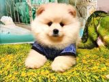 Teddy Bear Yavrular
