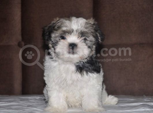 Shih Tzu Yavruları görsel