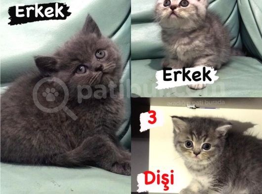 ( Ev Kedileri ) Safkan 2 Erkek 1 Di̇şi̇ Bri̇ti̇sh Shorthai̇r Yavrulari görsel
