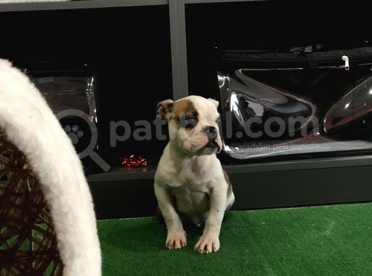 Erkek İngiliz Buldog Yavrum görsel