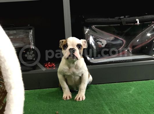 Erkek İngiliz Buldog Yavrum görsel
