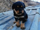 Rottweiler