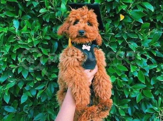 Oyuncu Zeki Muhteşem Güzellikte Safkan Toy Poodle Yavrular