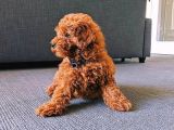 Her Hafta Güncellenen Muhteşem Güzellikte Safkan Toy Poodle