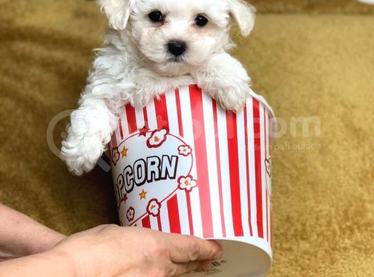 Safkan F1 Kendi Uretimimiz Maltipoo Yavrumuz görsel