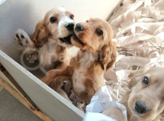 İngiliz Cocker Bebekler görsel