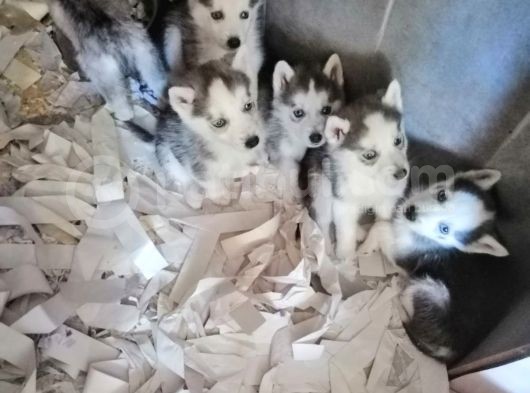 Safkan Husky Yavrular görsel