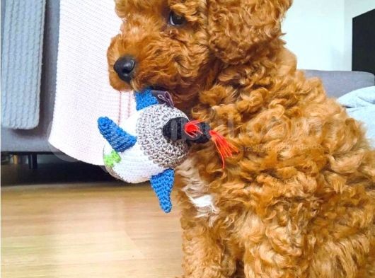 Red Toy Poodle  Yavrularımız görsel