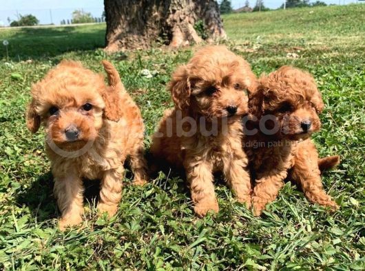 Red Toy Poodle  Yavrularımız görsel