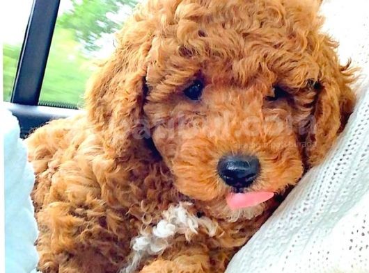 Red Toy Poodle  Yavrularımız görsel