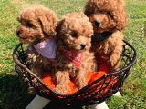 Red Toy Poodle  Yavrularımız
