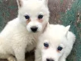 Husky Yavrular