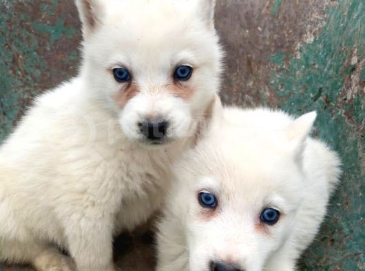 Husky Yavrular görsel