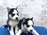Husky Yavrular