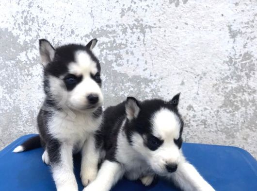 Husky Yavrular görsel