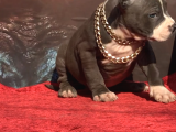 Xl Bully