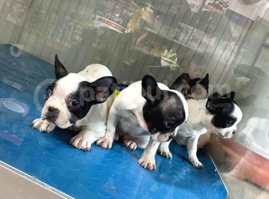 French Bulldog görsel