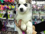 Husky Yavrular