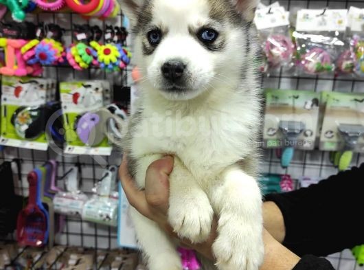 Husky Yavrular görsel