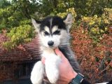 Husky Yavrular