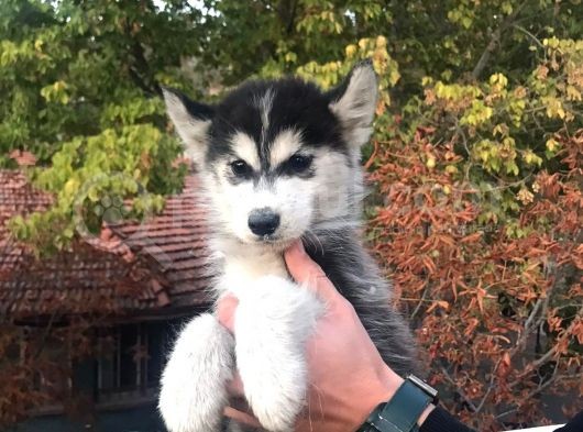 Husky Yavrular görsel