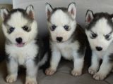 Husky Yavrular