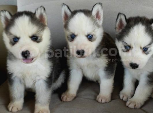 Husky Yavrular görsel