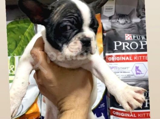 French Bulldog görsel
