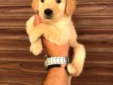 Golden Retriver