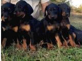 Doberman