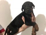 Doberman