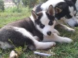 Husky Yavrular