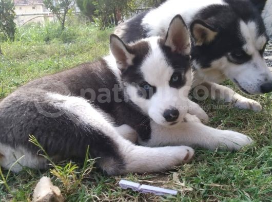 Husky Yavrular görsel