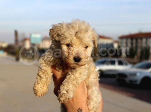 Poodle Değil Maltipoo görsel