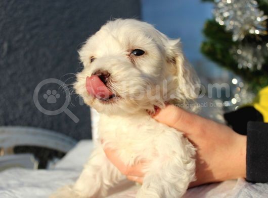 Maltese&Terrier Bebeklerim görsel