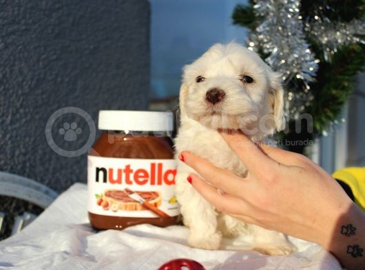 Maltese&Terrier Bebeklerim görsel