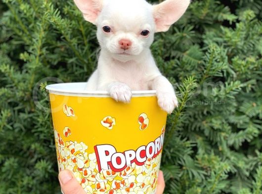 Elma Kafa Mini Chihuahua Erkek Yavrumuz görsel