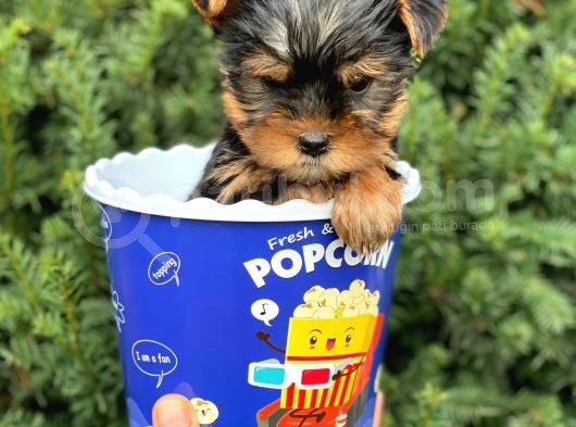 Safkan Yorkshire Terrier Yavrularımız görsel