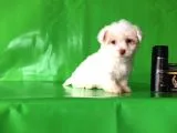 ✅TR DE TEK AŞILI HARİKA MİNYATÜR MALTİPOO✅