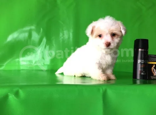 ✅Tr De Tek Aşili Hari̇ka Mi̇nyatür Malti̇poo✅
