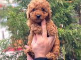 Sevi̇mli̇ Red Brown Toy Poodle Erkek Bebekler