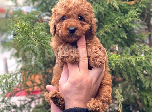 Sevi̇mli̇ Red Brown Toy Poodle Erkek Bebekler görsel