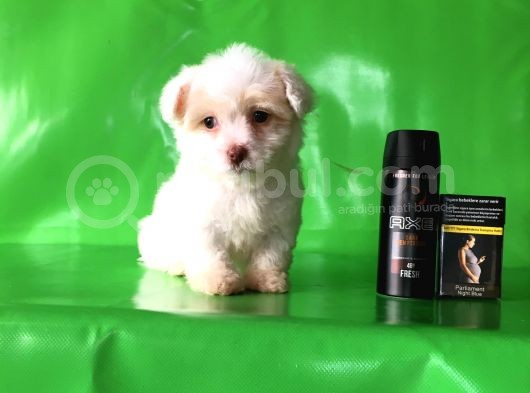 ✅Tr De Tek Aşili Hari̇ka Mi̇nyatür Malti̇poo✅ görsel