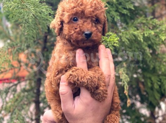 Red Brown Toy Poodle Erkek Yavrular görsel