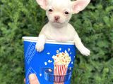 Mini Chihuahua Dişi Yavrumuz