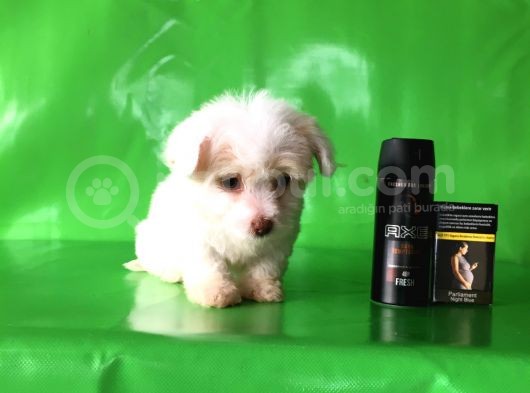 ✅Tr De Tek Aşili Hari̇ka Mi̇nyatür Malti̇poo✅ görsel