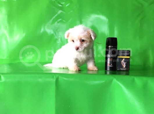 ✅Tr De Tek Aşili Hari̇ka Mi̇nyatür Malti̇poo✅ görsel