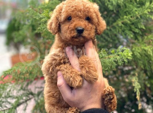 Red Brown Dişi Toy Poodle Yavrular görsel