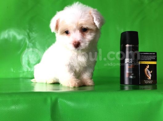 ✅Tr De Tek Aşili Hari̇ka Mi̇nyatür Malti̇poo✅ görsel