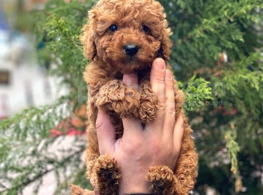 Sevi̇mli̇ Red Brown Toy Poodle Erkek Bebekler görsel